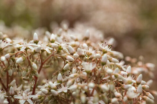 A close-up of small white sedum flowers with dew drops.
