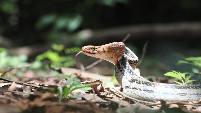 Coelognathus radiatus is a non-venomous snake commonly found in southeast asia and thailand