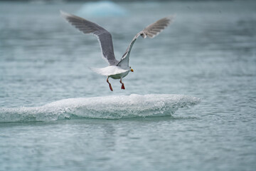Fototapeta premium Glaucous gull (Larus hyperboreus) taking flight from an iceberg in Monacobreen, Svalbard, Norway