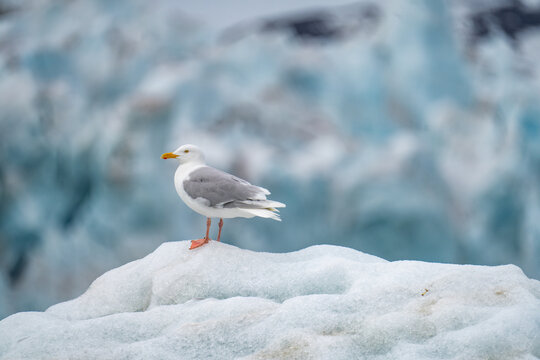 Glaucous gull (Larus hyperboreus) perched on an iceberg in Monacobreen, Svalbard, Norway