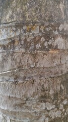 Fototapeta premium Close-up of Textured Palm Tree Bark Surface