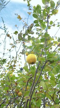 Ripe quince fruits hanging from the branches of the quince tree among green and yellow leaves, evoking the autumn harvest in a natural orchard.
