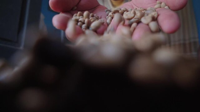 green coffee beans that have finished the drying process