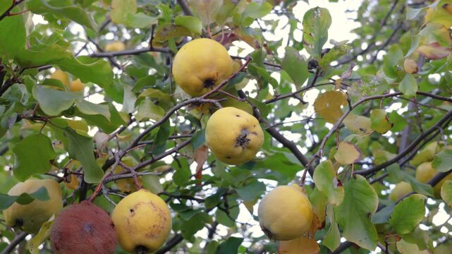 Ripe quince fruits hanging from the branches of the quince tree among green and yellow leaves, evoking the autumn harvest in a natural orchard.