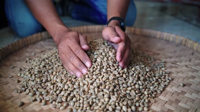 the process of sun-drying coffee beans after harvesting