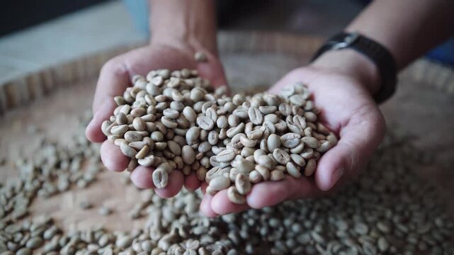 green coffee beans that have finished the drying process