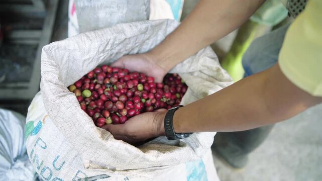 coffee beans that have finished the picking process