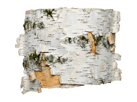 A detailed high-resolution close-up of white birch tree bark with peeling layers and patches of green moss isolated background