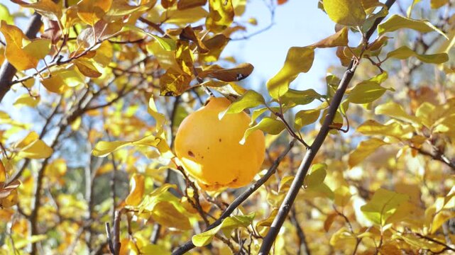 Ripe quince fruits hanging from the branches of the quince tree among green and yellow leaves, evoking the autumn harvest in a natural orchard.