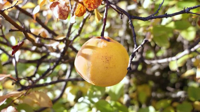 Ripe quince fruits hanging from the branches of the quince tree among green and yellow leaves, evoking the autumn harvest in a natural orchard.