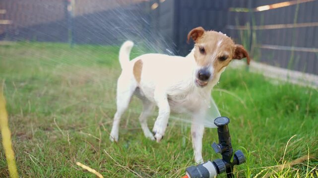 Small wet dog drinks water from lawn sprinkler while moving across the grass