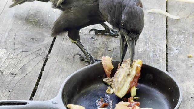 A crow eats part of a hamburger