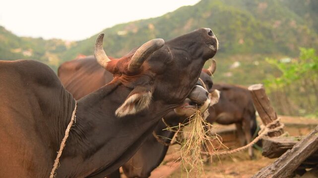 Domestic Cows Showing Deep Affection And Grooming Each Other On Rural Farm
