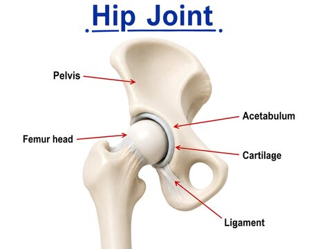 Human Hip Joint Anatomy with Labeled Bones, Cartilage and Ligaments
