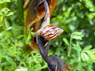 Snail crawling on a dark plant stem amidst lush green foliage after the rain. Wild animals © SupI