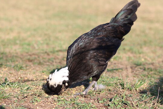 Black Dutch Crested hen with a black-and-white crest.