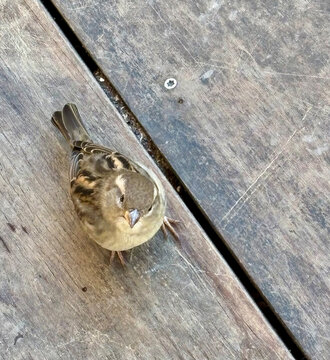 A small bird perched on a weathered wooden deck surface