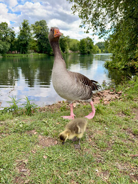 A mother goose and her gosling walking by a serene lake on a sunny day