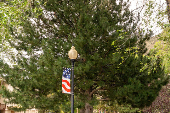 Tall pine tree beside a traditional street lamp with glass globe and American flag banner, surrounded by green trees and residential buildings in a peaceful neighborhood setting