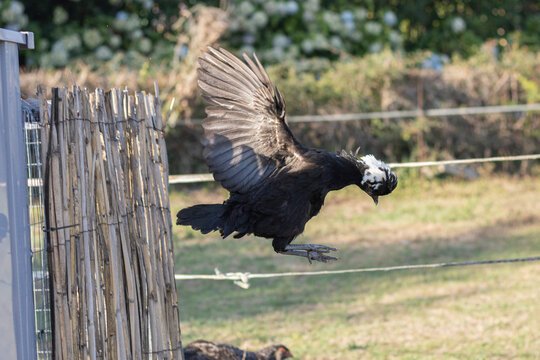 Black Dutch Crested hen with a black-and-white crest.