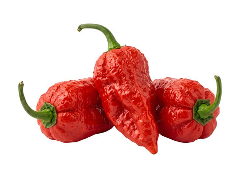Three intensely vibrant red ghost peppers are closely arranged displaying their distinct and wonderfully unique forms on a clear transparent background