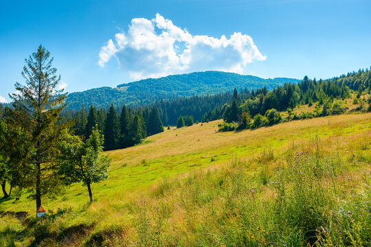 countryside mountain landscape in summer. view of Borzhava mountain ridge behind the green pasture. field near coniferous forest on a sunny day