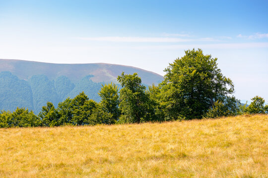 mountain landscape of ukraine. alpine grassy meadow and deciduous forest on the hill. late summer nature background for carpathian adventures