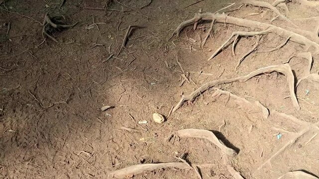 Camera slowly pans over dry desert ground with exposed brown tree roots and small rocks, natural outdoor video footage.