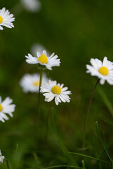 Macro Close-Up of Common Daisy (Bellis perennis), White Petals and Yellow Center, Botanical Nature Detail Concept © jr-art