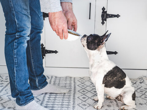 Man holds a bowl of dry kibble for a patient black and white dog sitting on the rug. Symbolizes pet care, obedience, and daily feeding routine. Ideal for pet food and animal lifestyle content