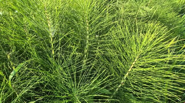Field horsetail plants thrive in a lush forest meadow, bathed in bright, warm sunlight. Smooth tracking shot across the dense vegetation.