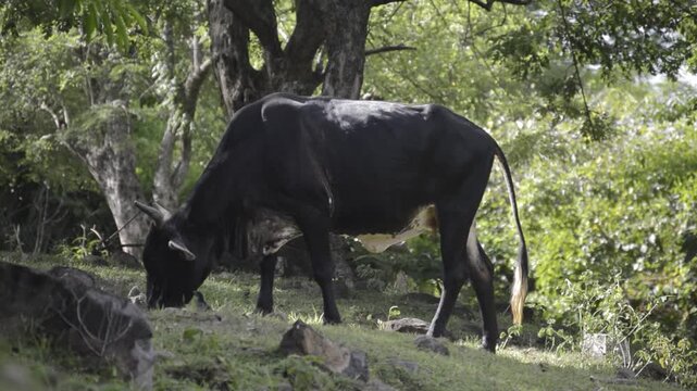 Cow Grazing Peacefully in a Green Pasture
