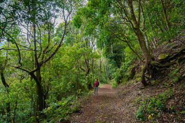 Fototapeta premium Hiker under mossy laurel trees, Tenerife