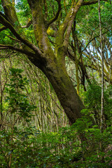 Fototapeta premium Leaning mossy laurel tree, Tenerife