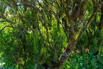 Fototapeta premium Tree heath trunks and foliage, Tenerife
