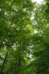 Fototapeta premium Forest view from below, showing tall tree trunks and leafy canopy