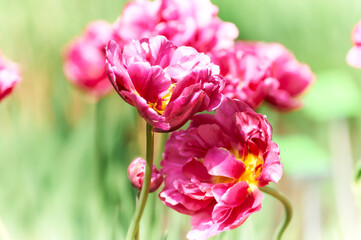 Obraz premium Nature background with spring flowers. Selective and soft focus. Close up.