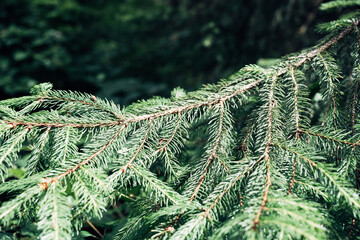 Pine tree branch with detailed foliage, soft forest backdrop © jr-art