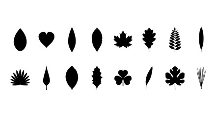 Obraz premium Set of black leaf silhouettes vector icons various tree leaves and foliage shapes collection