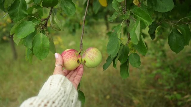 Woman hand turning apple to reveal worm damage on fruit