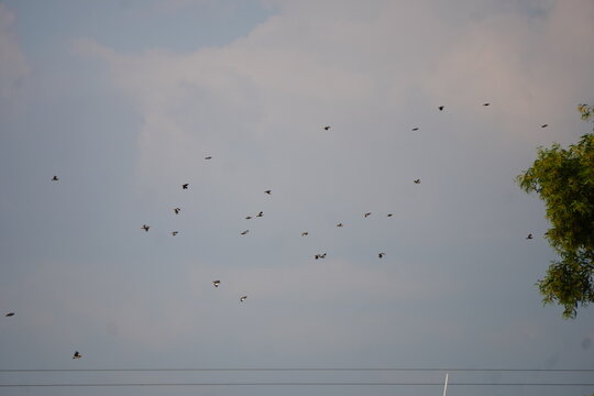 Flock of Birds Flying in Cloudy Sky