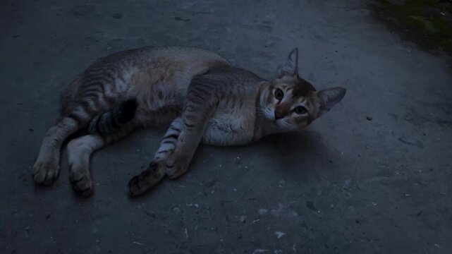 Mosquitoes are bothering the cat.