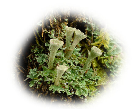 Macro of trumpet shaped light green lichen with the background fading to transparent
