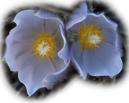 Macro of bright yellow center of a violet colored crocus fading to transparent on one side
