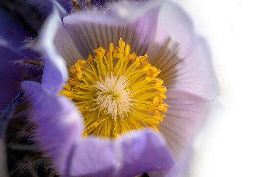 Macro of pale blue crocus flowers with white and yellow centers on a transparent background
