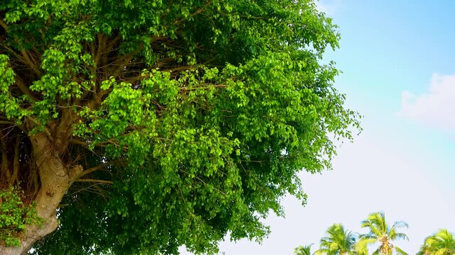 Natural tree crown against the sky. A close-up view of a tropical tree with thick, spreading branches covered in a canopy of bright green leaves. Tree bark texture. Green on blue.
