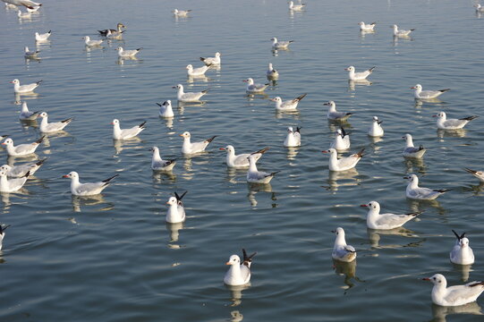 Large white headed gulls a sea bird, in a small creek from Okha port in Dwarka gujrat india.