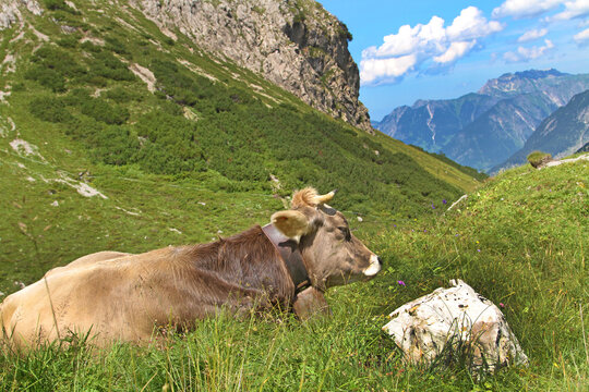 Kuh - Allg&auml;u - gem&uuml;tlich - Braunvieh - Alpen - Oberstdorf - Sommer