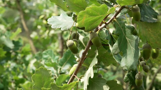 Quercus robur tree with immature green acorns among lobed foliage. Developing fruits surrounded by fresh summer vegetation
