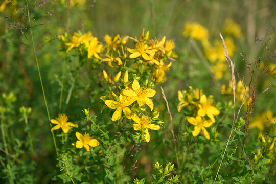 Flowering St Johns wort mountain flower blooming in wild nature. Bright yellow St Johns wort flower growing on a mountain slope.